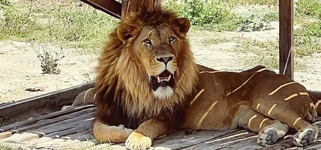 ANTALYA ‘ da ASLAN PANİĞİ