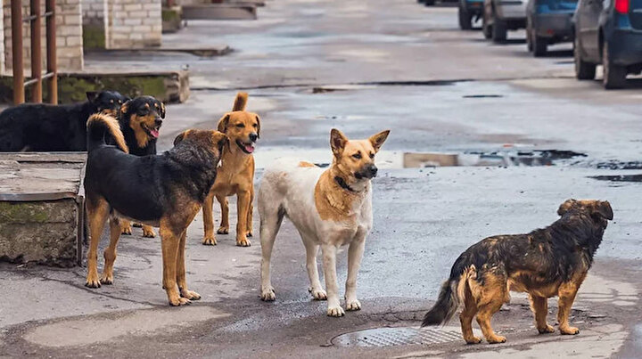 İSTANBUL VALİLİĞİ’nden ŞOK GENELGE : SOKAK KÖPEKLERİNE YİYECEK VERMEK YASAK