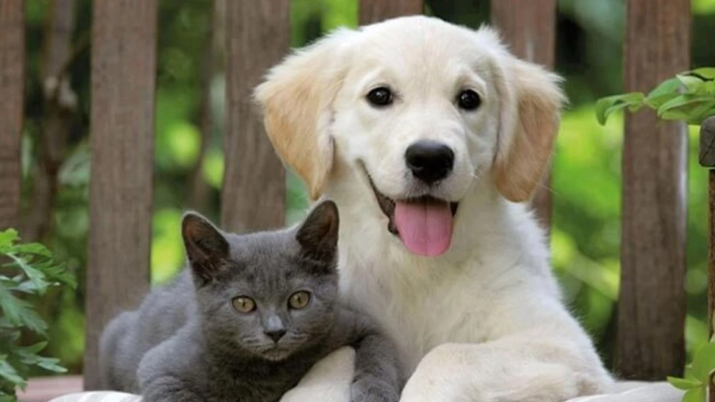 EVCİL HAYVAN SAHİPLERİ DİKKAT! ”31 Aralık 2025” SON GÜN