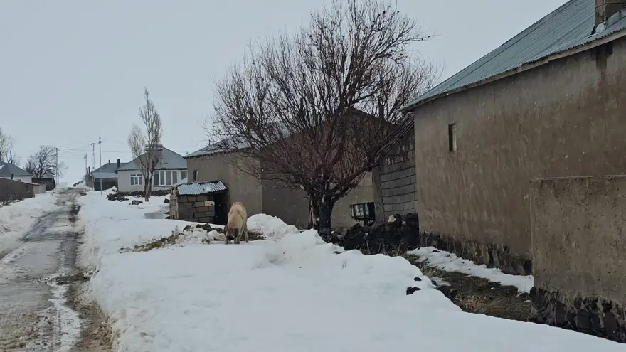 BİTLİS ADİLCEVAZ’da KUDUZ TESPİT EDİLDİ: 1 KÖY KARANTİNADA