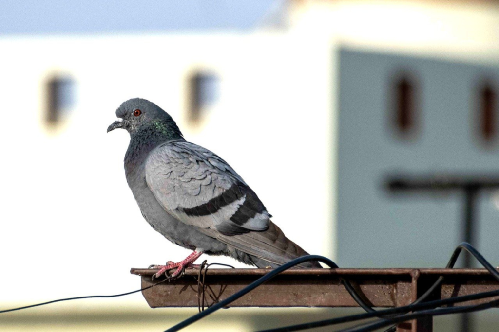 Güvercin  Mezatlarına Maliye Operasyonu