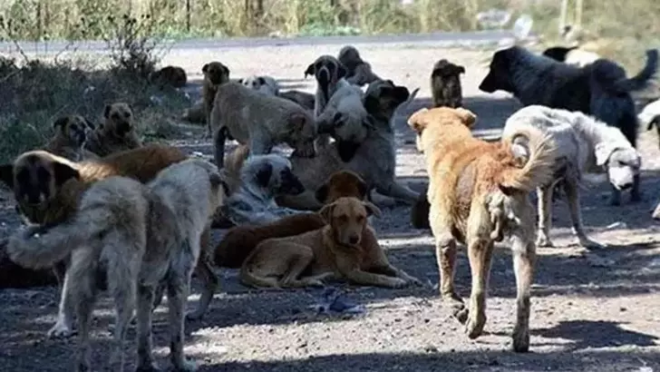 Belediyelere Uyarı Geldi! İstanbul’da Sokak Hayvanları Toplanacak
