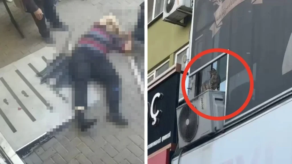 Yavru Kediyi Kurtarmak İsterken Hayatını Kaybetti